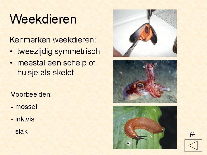 Weekdieren Kenmerken weekdieren: • tweezijdig symmetrisch • meestal een schelp of huisje als skelet