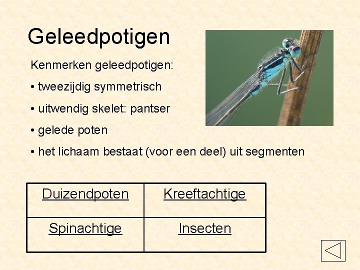 Geleedpotigen Kenmerken geleedpotigen: • tweezijdig symmetrisch • uitwendig skelet: pantser • gelede poten •