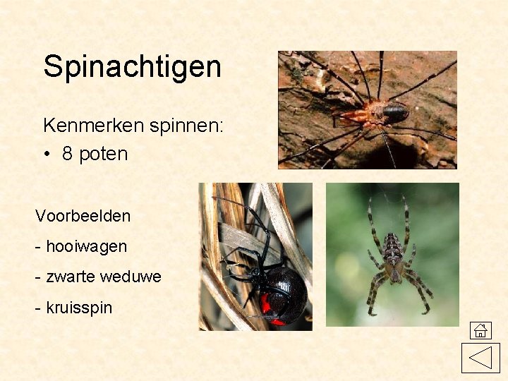 Spinachtigen Kenmerken spinnen: • 8 poten Voorbeelden - hooiwagen - zwarte weduwe - kruisspin