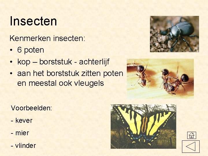 Insecten Kenmerken insecten: • 6 poten • kop – borststuk - achterlijf • aan