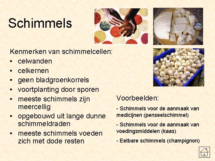 Schimmels Kenmerken van schimmelcellen: • celwanden • celkernen • geen bladgroenkorrels • voortplanting door