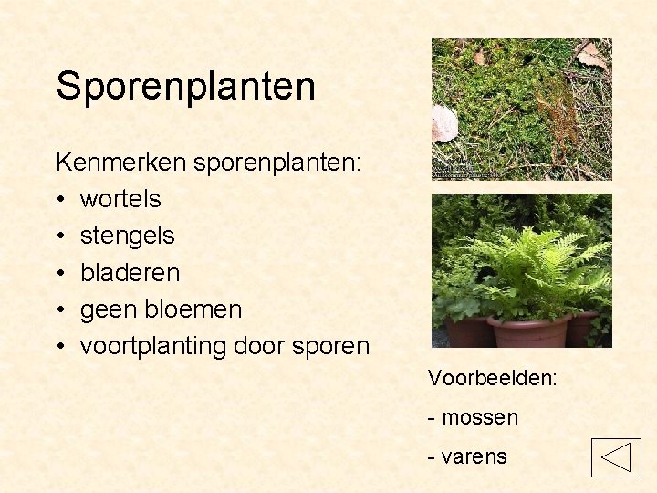 Sporenplanten Kenmerken sporenplanten: • wortels • stengels • bladeren • geen bloemen • voortplanting