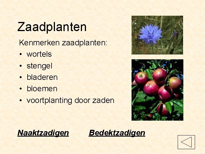 Zaadplanten Kenmerken zaadplanten: • wortels • stengel • bladeren • bloemen • voortplanting door