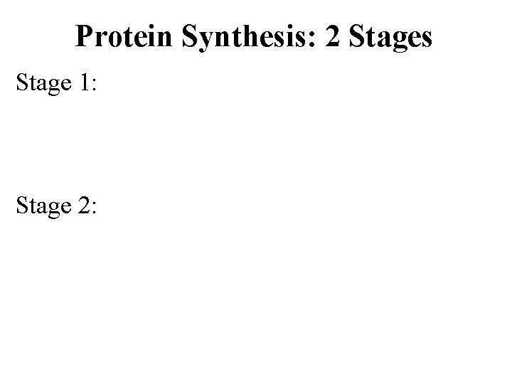 Protein Synthesis: 2 Stages Stage 1: Stage 2: 