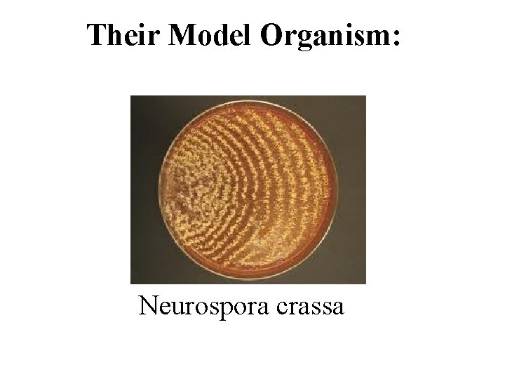Their Model Organism: Neurospora crassa 