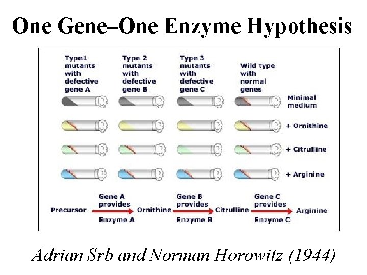 One Gene–One Enzyme Hypothesis Adrian Srb and Norman Horowitz (1944) 