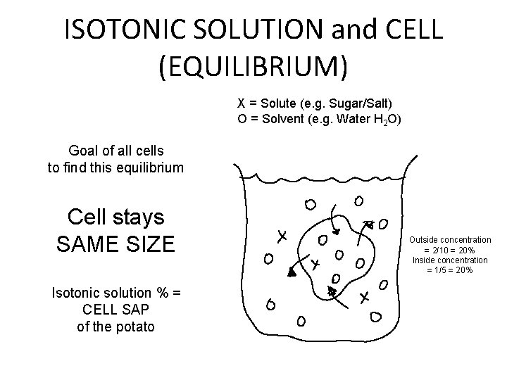 ISOTONIC SOLUTION and CELL (EQUILIBRIUM) X = Solute (e. g. Sugar/Salt) O = Solvent