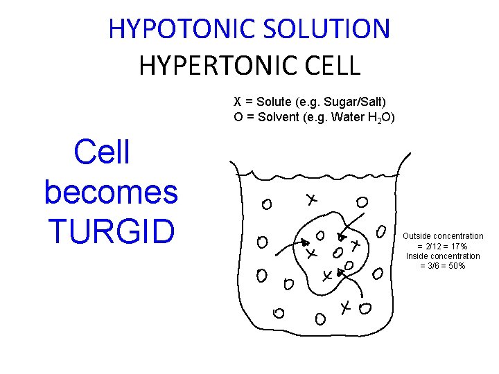 HYPOTONIC SOLUTION HYPERTONIC CELL X = Solute (e. g. Sugar/Salt) O = Solvent (e.