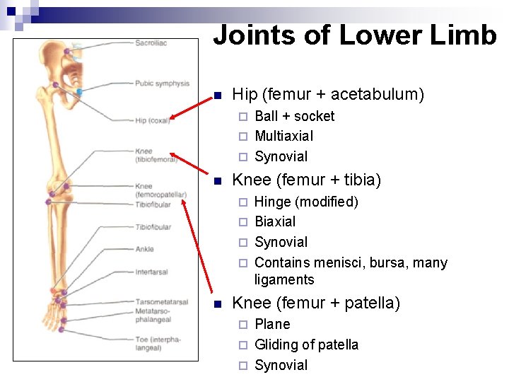 Joints of Lower Limb n Hip (femur + acetabulum) Ball + socket ¨ Multiaxial