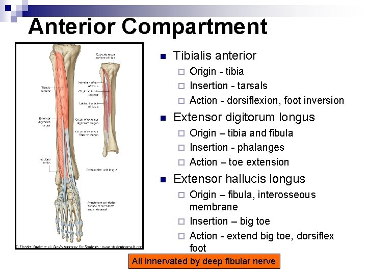 Anterior Compartment n Tibialis anterior Origin - tibia ¨ Insertion - tarsals ¨ Action