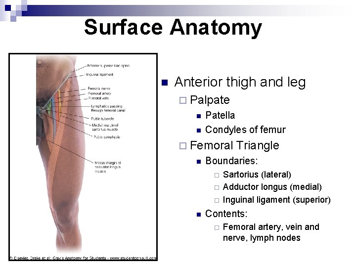 Surface Anatomy n Anterior thigh and leg ¨ Palpate n n Patella Condyles of