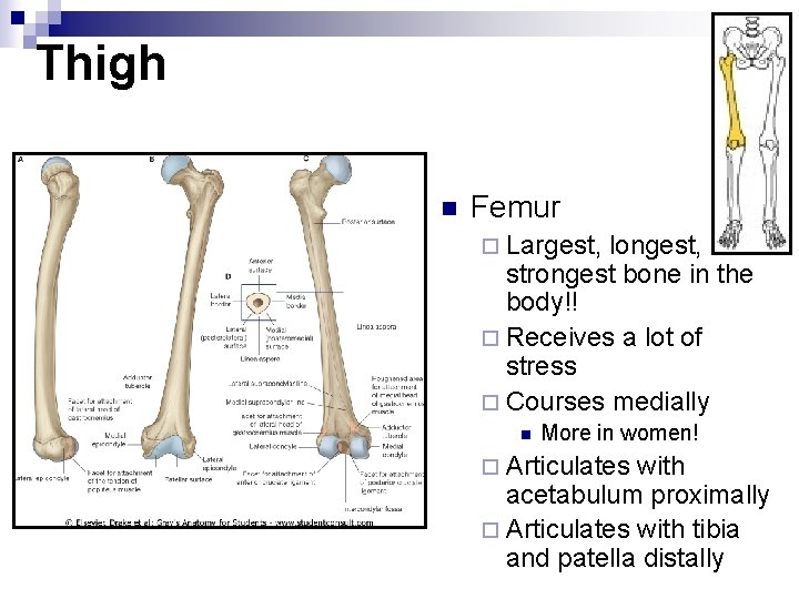 Thigh n Femur ¨ Largest, longest, strongest bone in the body!! ¨ Receives a