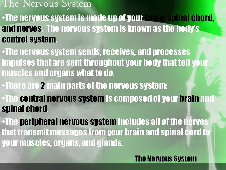 The Nervous System • The nervous system is made up of your brain, spinal