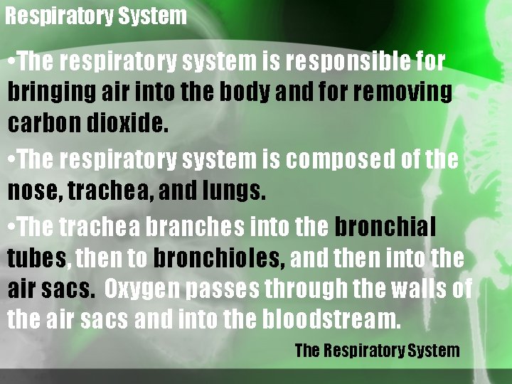 Respiratory System • The respiratory system is responsible for bringing air into the body