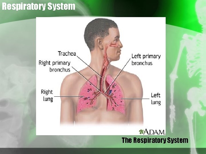 Respiratory System The Respiratory System 