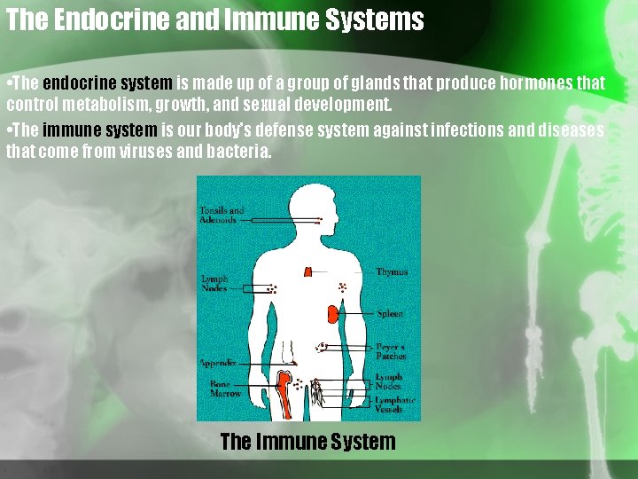 The Endocrine and Immune Systems • The endocrine system is made up of a