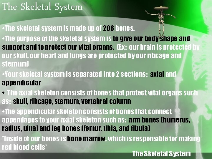 The Skeletal System • The skeletal system is made up of 206 bones. •
