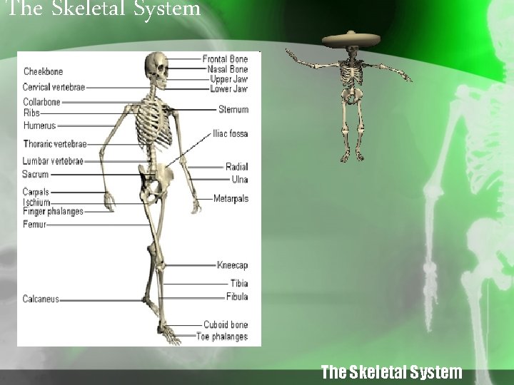 The Skeletal System 