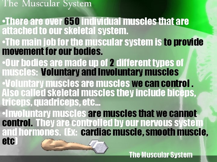 The Muscular System • There are over 650 individual muscles that are attached to