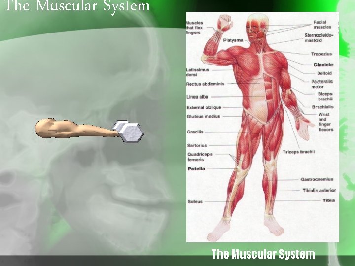 The Muscular System 