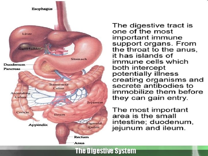 The Digestive System 