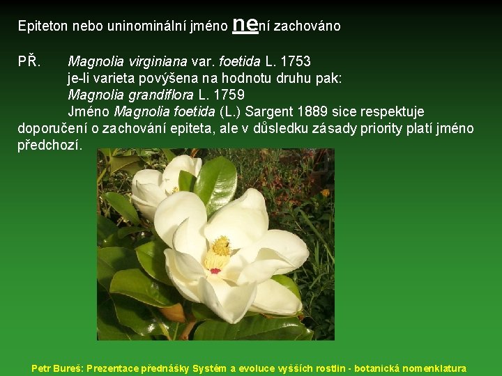 Epiteton nebo uninominální jméno není zachováno PŘ. Magnolia virginiana var. foetida L. 1753 je-li