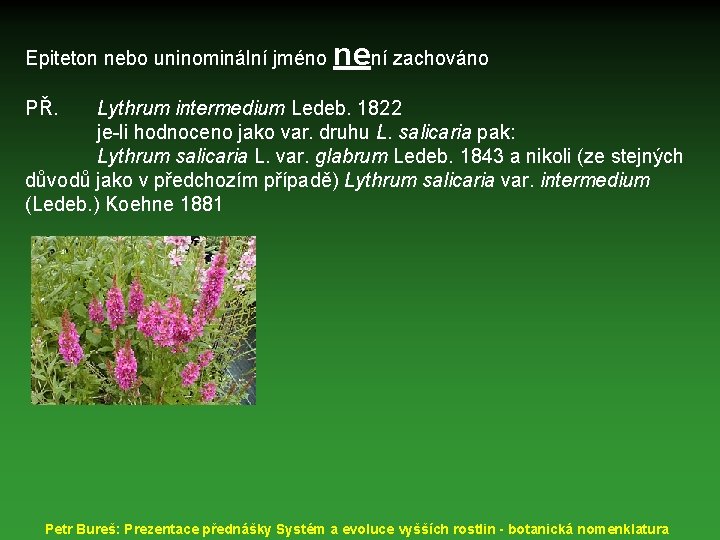 Epiteton nebo uninominální jméno není zachováno PŘ. Lythrum intermedium Ledeb. 1822 je-li hodnoceno jako