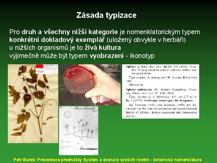 Zásada typizace Pro druh a všechny nižší kategorie je nomenklatorickým typem konkrétní dokladový exemplář