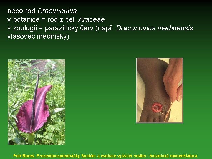 nebo rod Dracunculus v botanice = rod z čel. Araceae v zoologii = parazitický