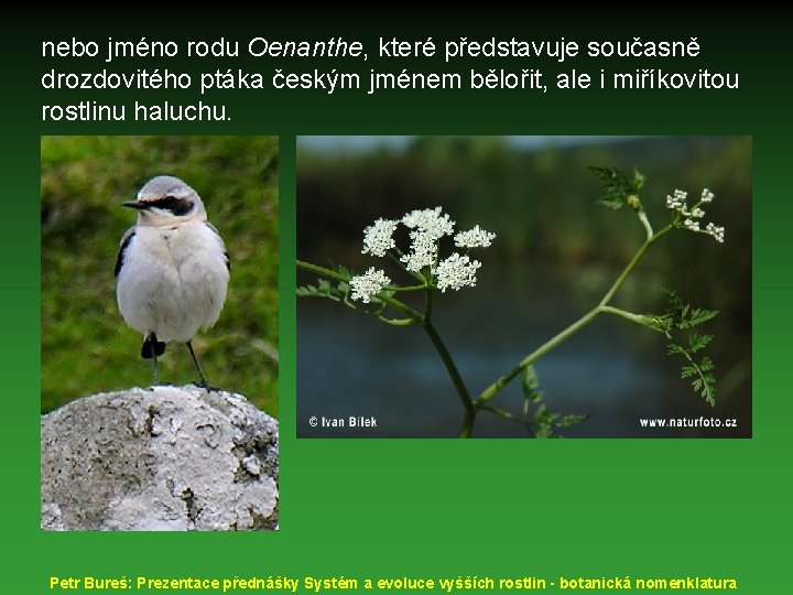 nebo jméno rodu Oenanthe, které představuje současně drozdovitého ptáka českým jménem bělořit, ale i