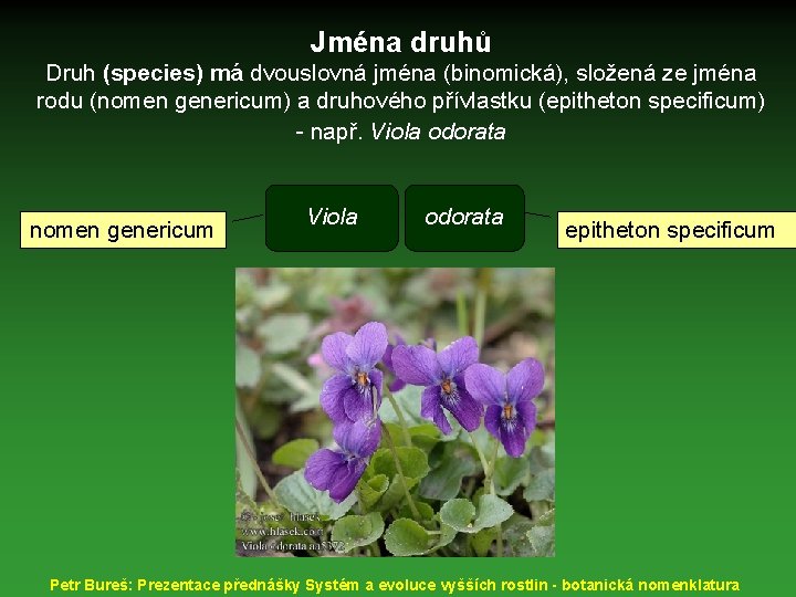 Jména druhů Druh (species) má dvouslovná jména (binomická), složená ze jména rodu (nomen genericum)