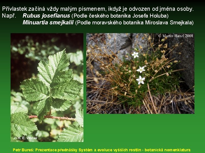 Přívlastek začíná vždy malým písmenem, ikdyž je odvozen od jména osoby. Např. Rubus josefianus