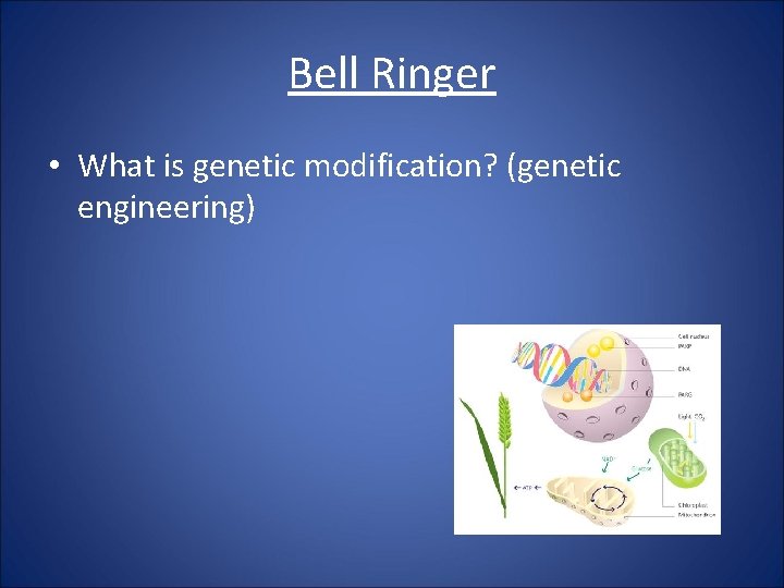 Bell Ringer • What is genetic modification? (genetic engineering) 
