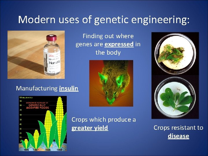 Modern uses of genetic engineering: Finding out where genes are expressed in the body