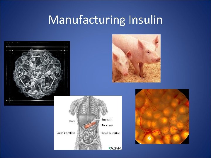 Manufacturing Insulin 