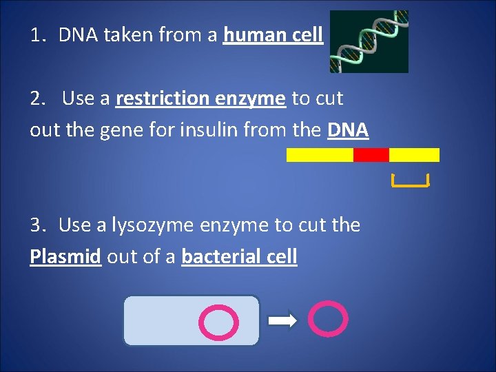 1. DNA taken from a human cell 2. Use a restriction enzyme to cut