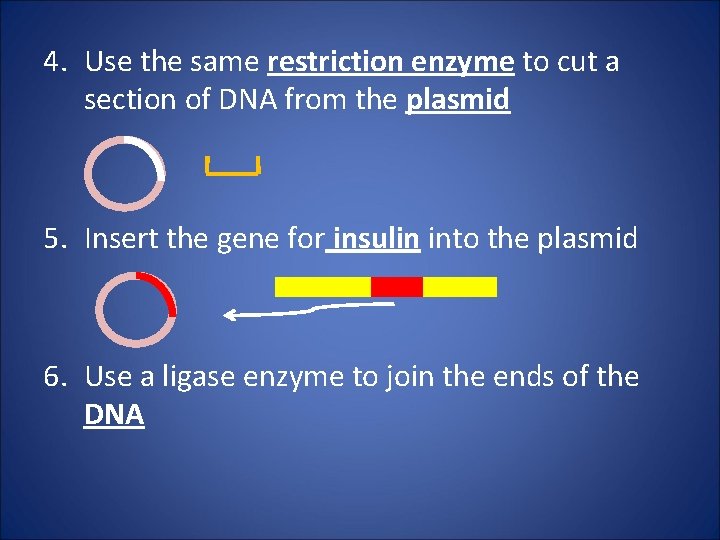 4. Use the same restriction enzyme to cut a section of DNA from the