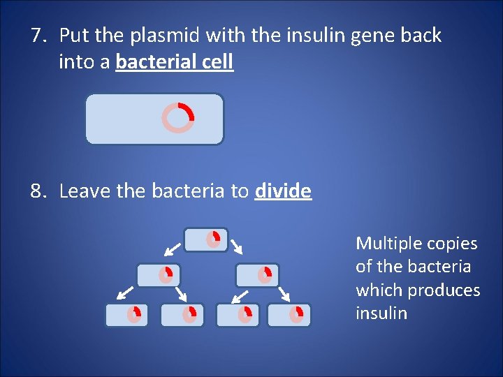 7. Put the plasmid with the insulin gene back into a bacterial cell 8.