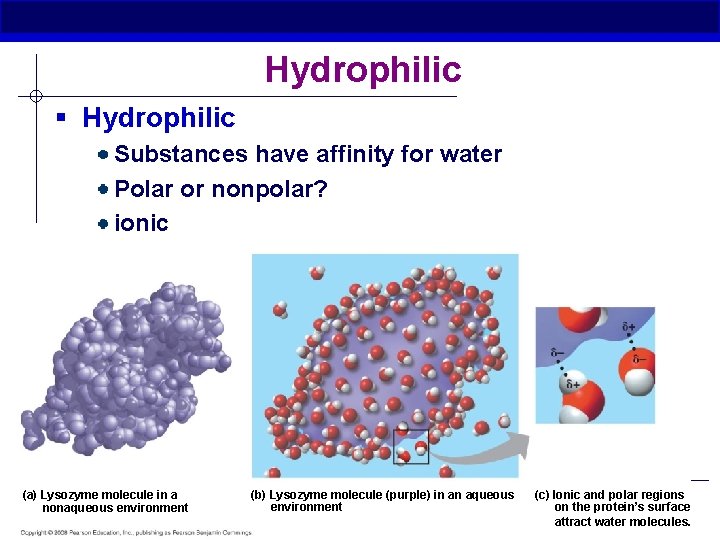 Hydrophilic § Hydrophilic Substances have affinity for water Polar or nonpolar? ionic (a) Lysozyme