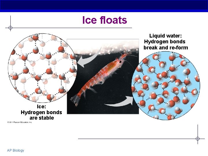 Ice floats Liquid water: Hydrogen bonds break and re-form Ice: Hydrogen bonds are stable