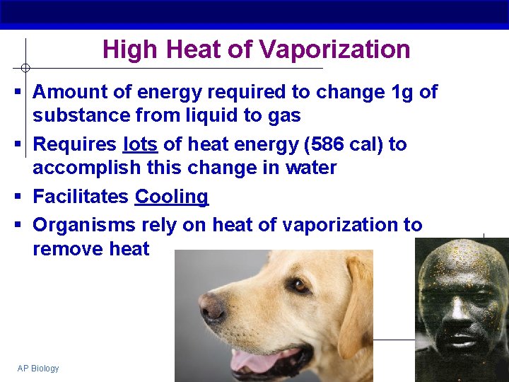 High Heat of Vaporization § Amount of energy required to change 1 g of