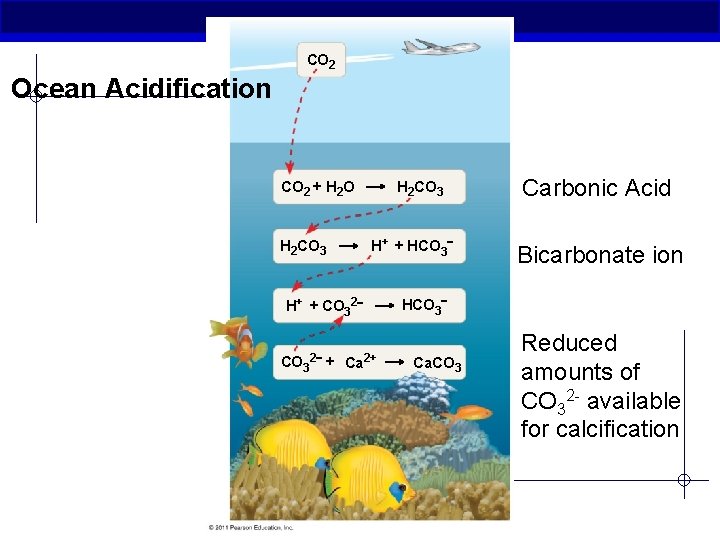 CO 2 Ocean Acidification CO 2 + H 2 O H 2 CO 3