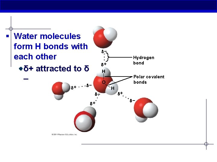 § Water molecules form H bonds with each other δ+ attracted to δ –