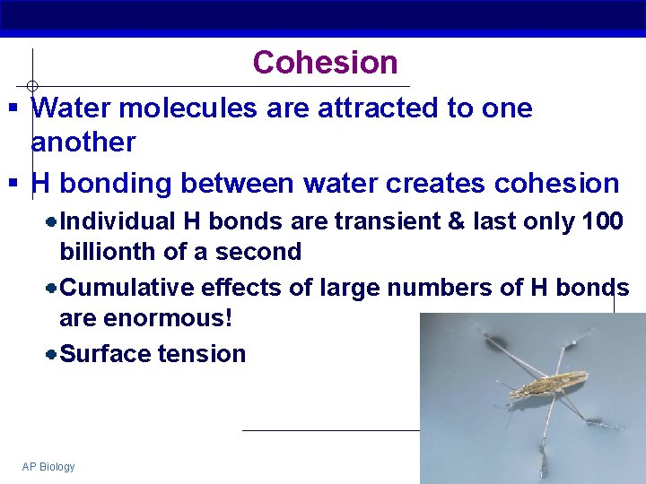 Cohesion § Water molecules are attracted to one another § H bonding between water