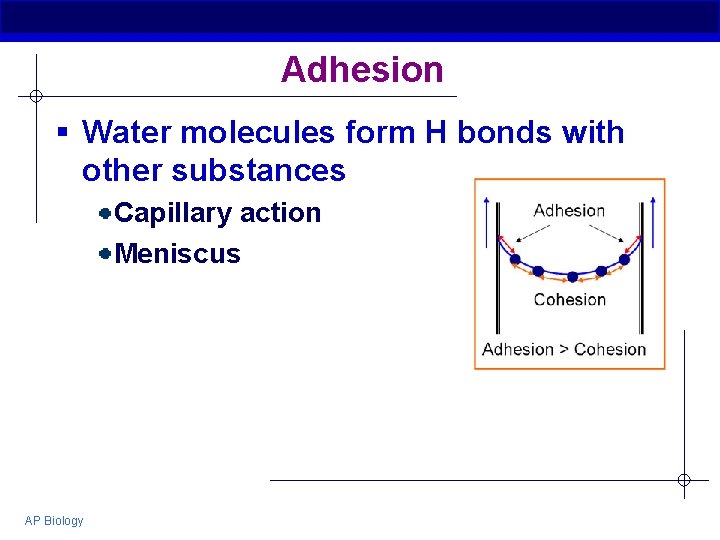 Adhesion § Water molecules form H bonds with other substances Capillary action Meniscus AP