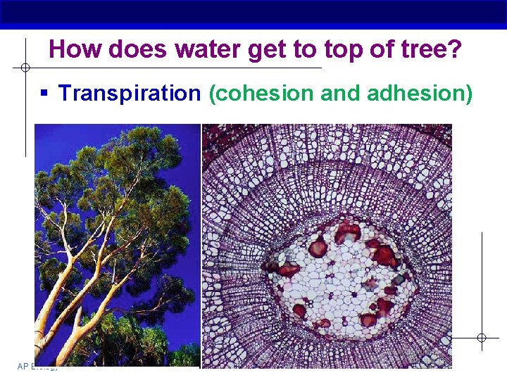 How does water get to top of tree? § Transpiration (cohesion and adhesion) AP