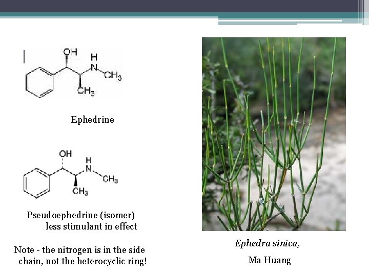 Ephedrine Pseudoephedrine (isomer) less stimulant in effect Note - the nitrogen is in the