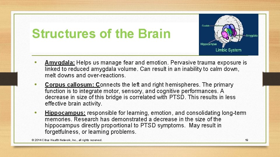 Structures of the Brain • Amygdala: Helps us manage fear and emotion. Pervasive trauma