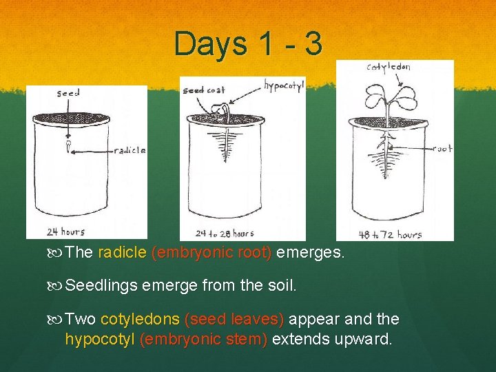 Days 1 - 3 The radicle (embryonic root) emerges. Seedlings emerge from the soil.