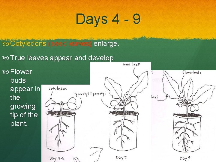 Days 4 - 9 Cotyledons (seed leaves) enlarge. True leaves appear and develop. Flower